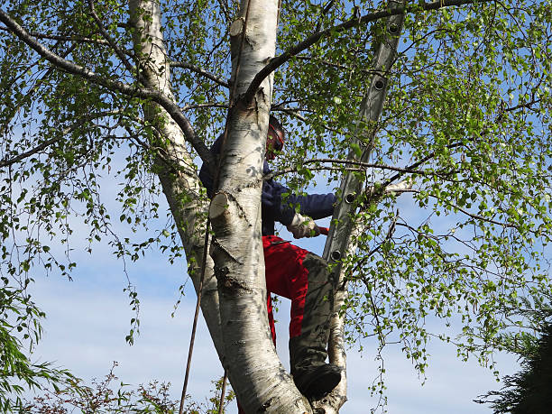 Best Root Management and Removal  in Citrus Heights, CA