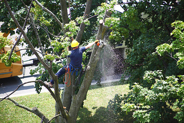 Best Weed Control  in Citrus Heights, CA